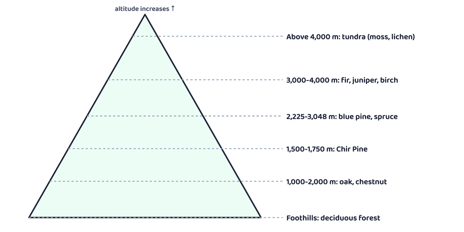 Figure 1: Vegetation of the northern (Himalayan) mountain forests changes zone by zone as altitude rises