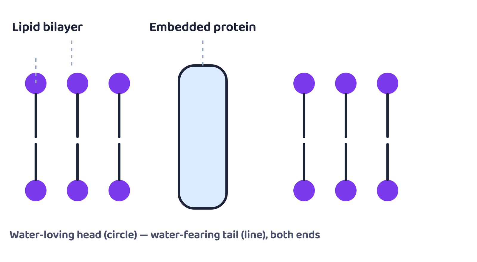 Figure 1. The fluid-mosaic model: a lipid bilayer with proteins floating in it.