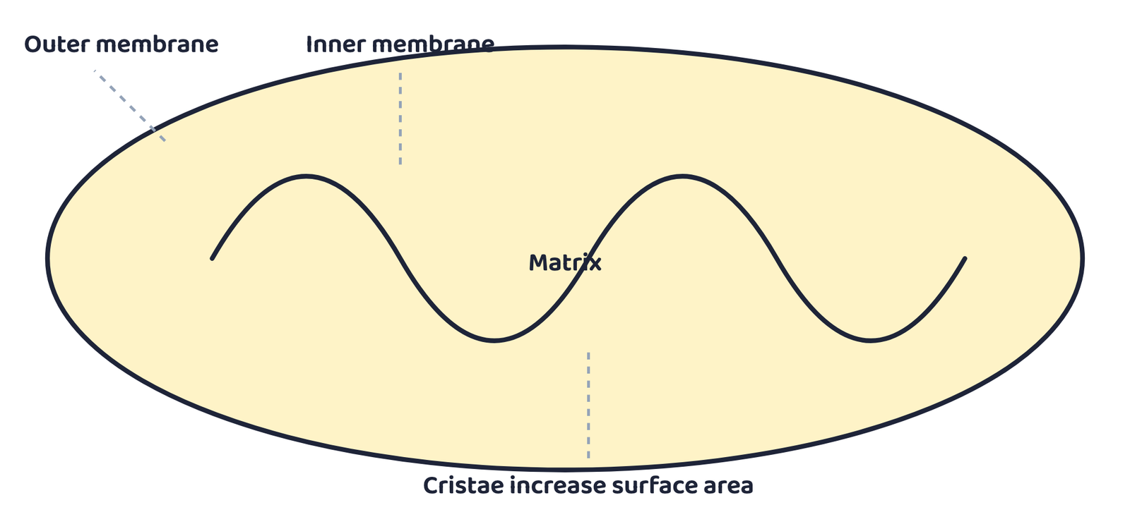 Figure 2. A mitochondrion: cristae increase the surface area available for energy production.