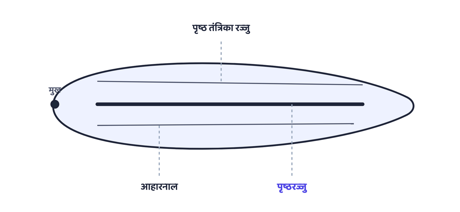 चित्र 1 - एक सामान्य कॉर्डेट में पृष्ठरज्जु एक लचीली छड़ है जो पीठ के साथ, ऊपर तंत्रिका रज्जु और नीचे आहारनाल के बीच चलती है।