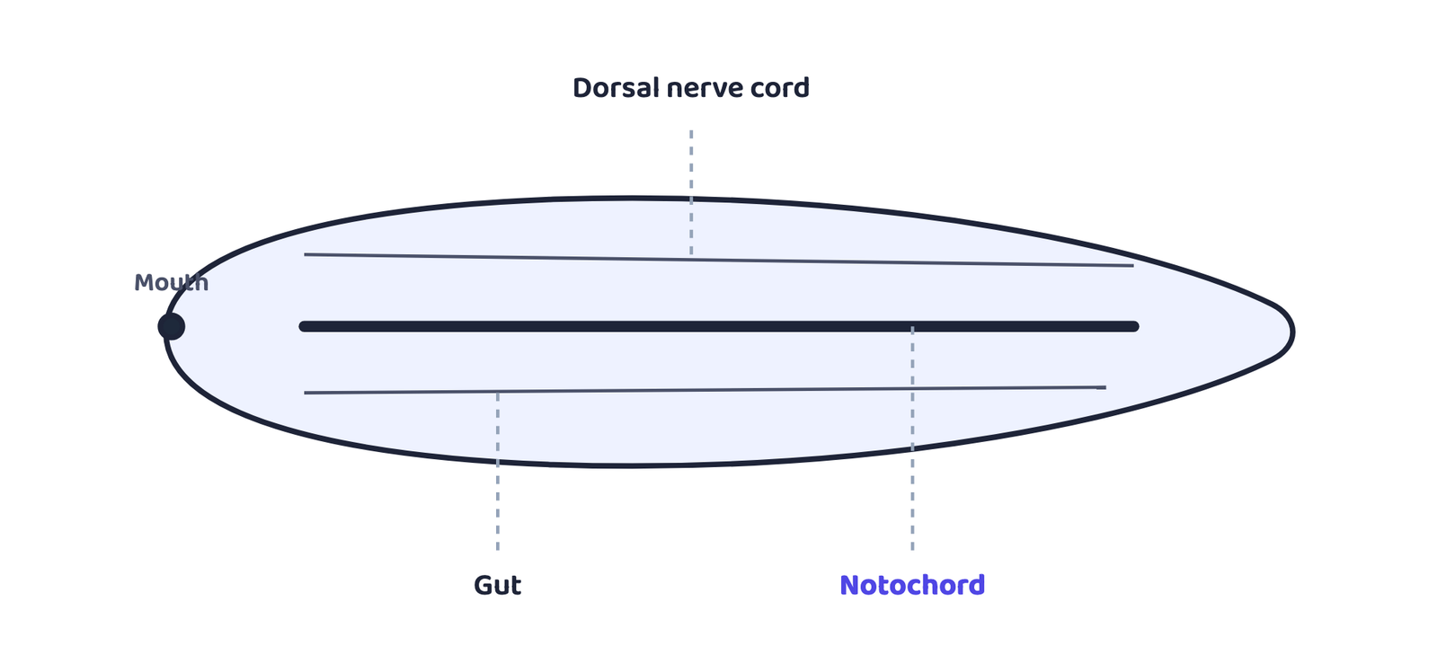 Figure 1 - In a generalised chordate, the notochord is a flexible rod running along the back, between the nerve cord above and the gut below.