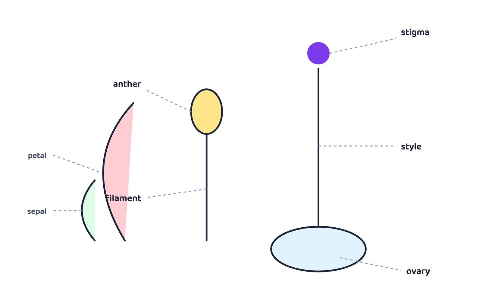 Figure 1 · A flower's four whorls: sepal and petal for protection and attraction, the stamen (filament + anther) as the male part, and the pistil (stigma, style, ovary) as the female part
