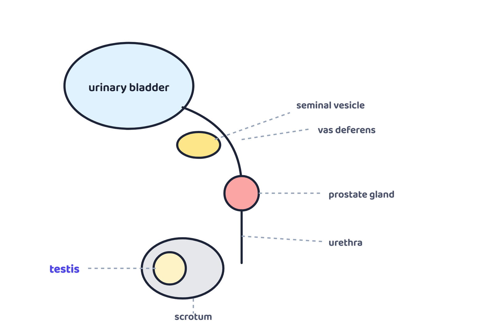 Figure 2 · The male reproductive system: sperm form in the testes, travel through the vas deferens, and leave through the urethra along with fluid from the seminal vesicles and prostate gland