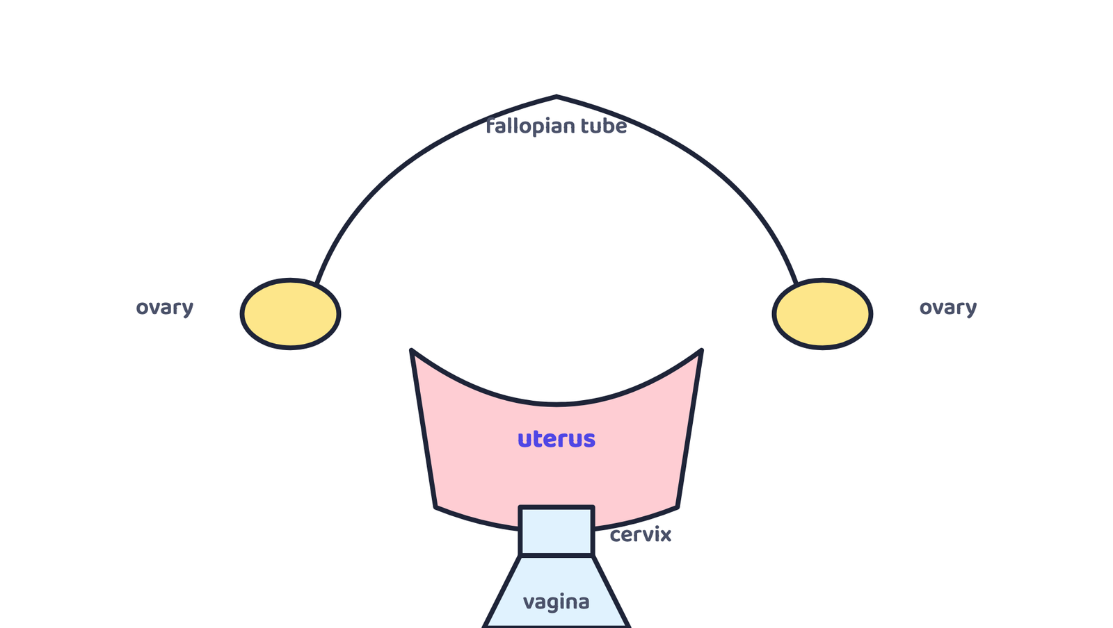 Figure 3 · The female reproductive system: the ovaries release an egg roughly monthly, which travels through a fallopian tube to the uterus; the uterus opens into the vagina through the cervix