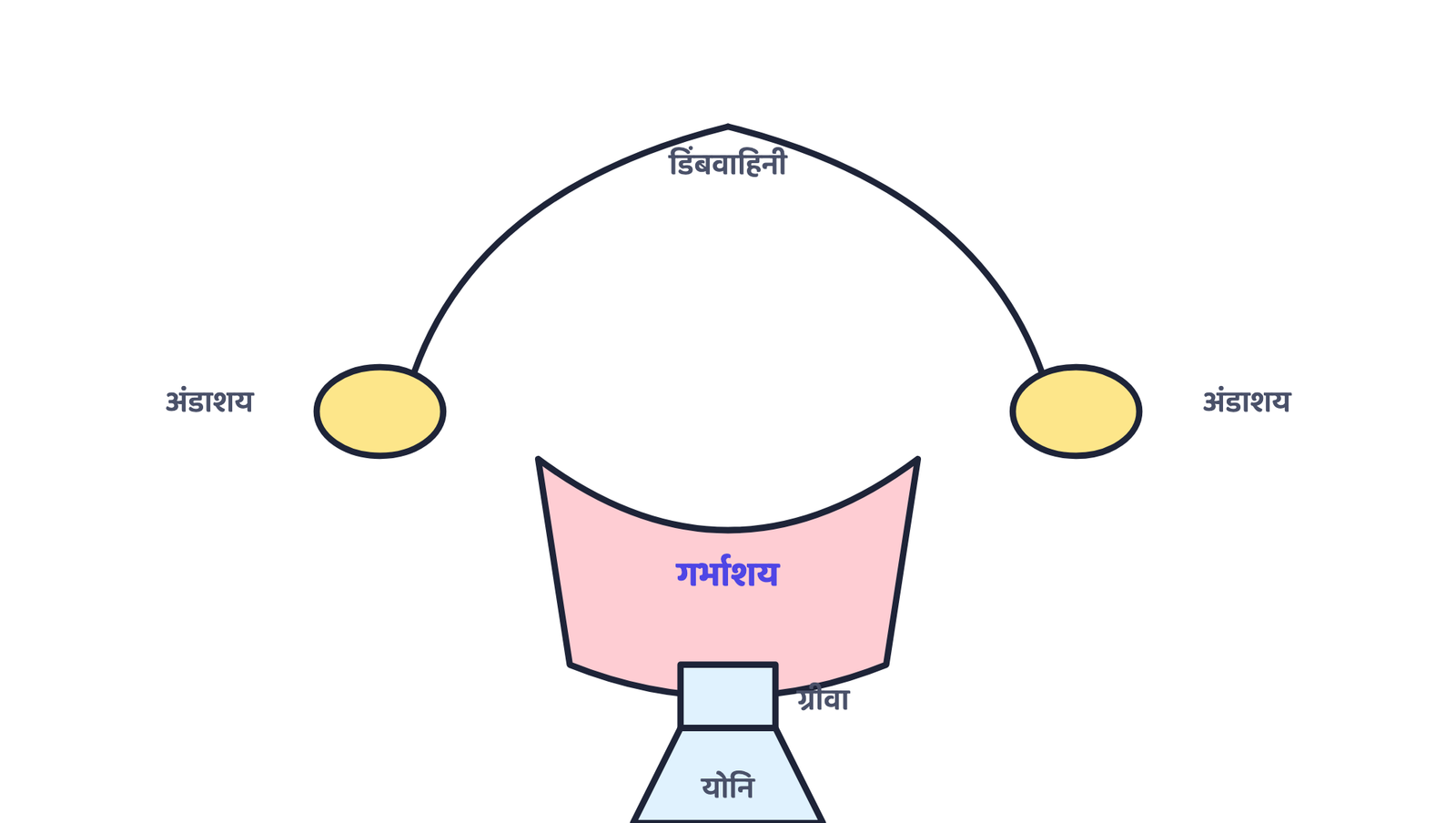 चित्र 3 · मादा जनन तंत्र: अंडाशय लगभग हर महीने एक अंडाणु छोड़ता है, जो डिंबवाहिनी से होते हुए गर्भाशय तक जाता है; गर्भाशय ग्रीवा के ज़रिए योनि में खुलता है