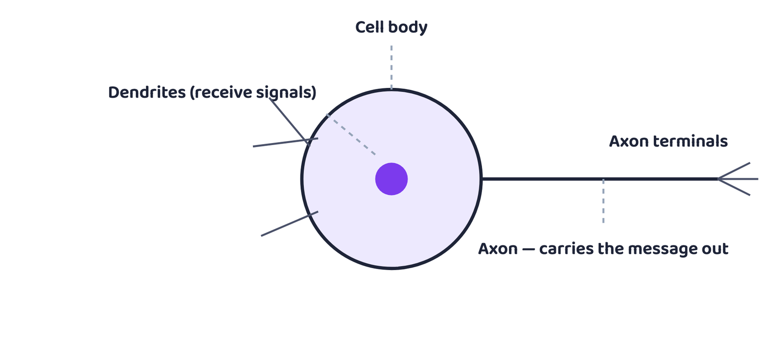 Figure 1. A neuron: dendrites receive, the cell body controls, the axon sends the message on.