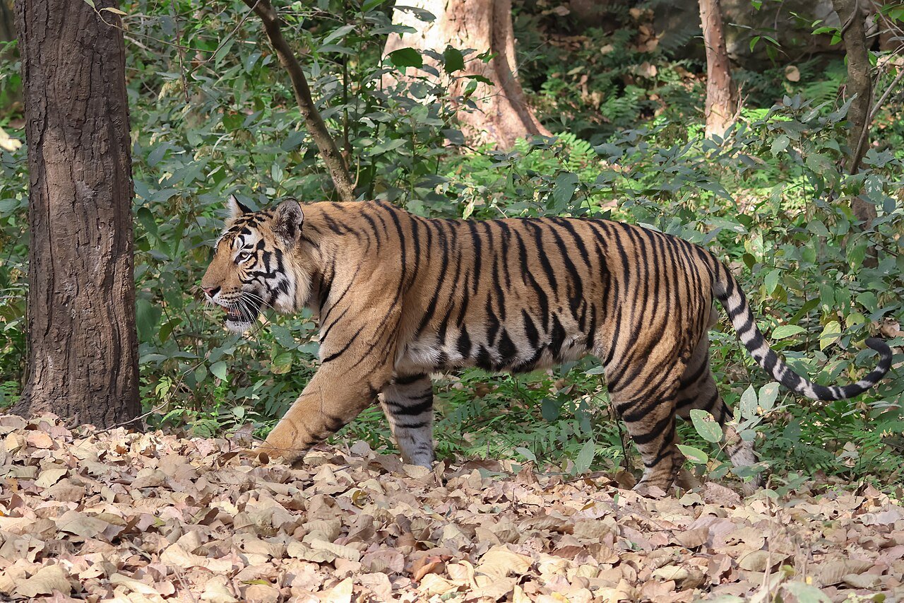 चित्र 3: बांधवगढ़ राष्ट्रीय उद्यान में एक बंगाल टाइगर, यह भारत के प्रोजेक्ट टाइगर निचयों में से एक है। फोटो: Bernard Gagnon / विकिमीडिया कॉमन्स / CC BY 4.0
