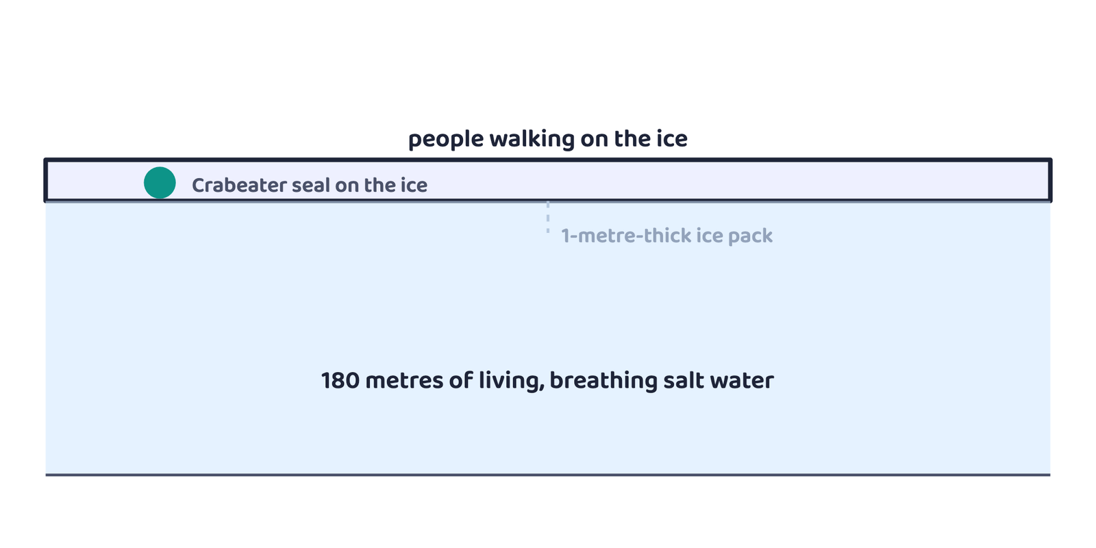 Figure 1: what the writer stood on, a metre-thick ice pack over 180 metres of sea water