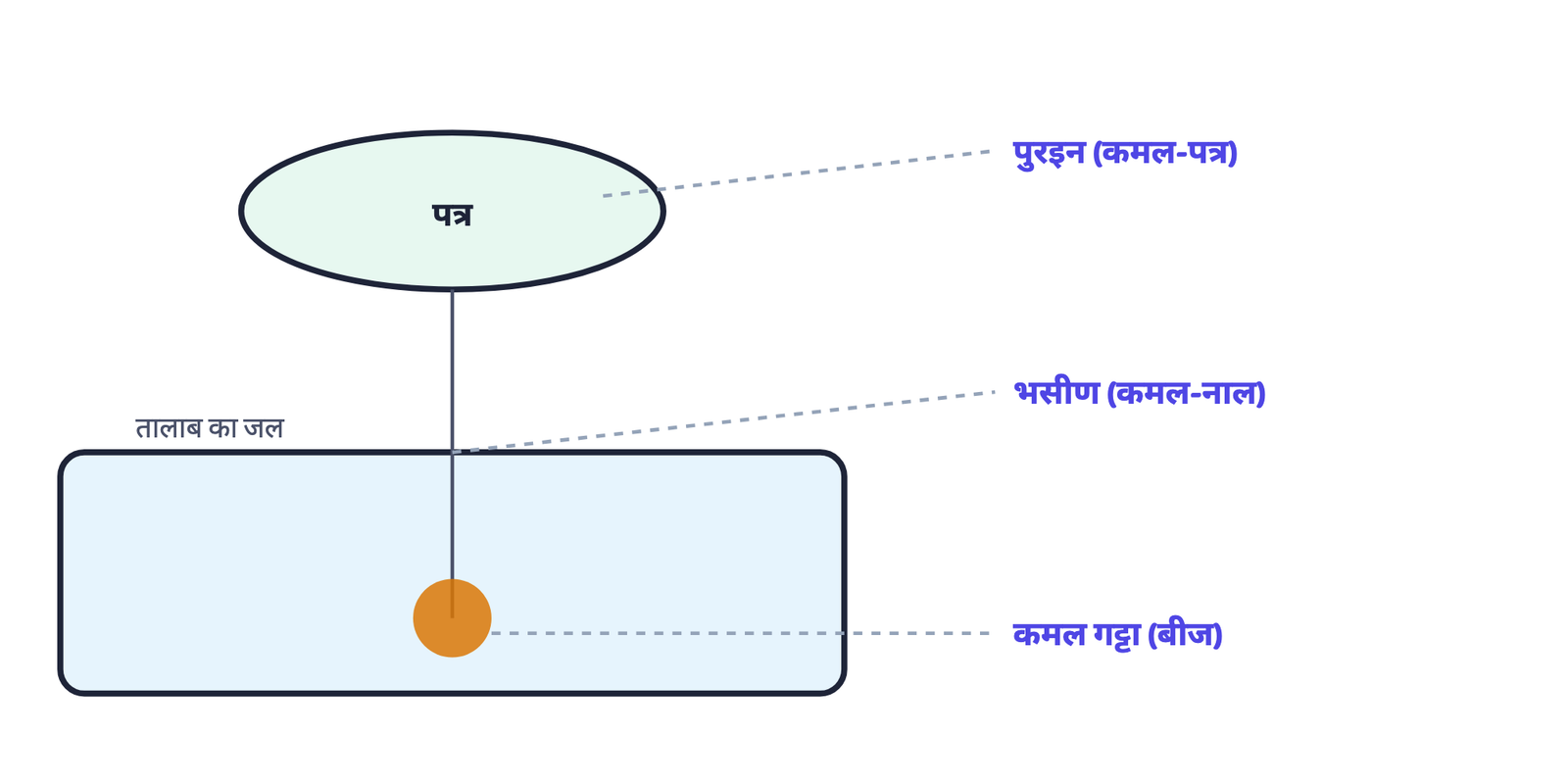 चित्र 2: कमल के तीन नामी अंग जिनका पाठ में अलग-अलग उल्लेख है