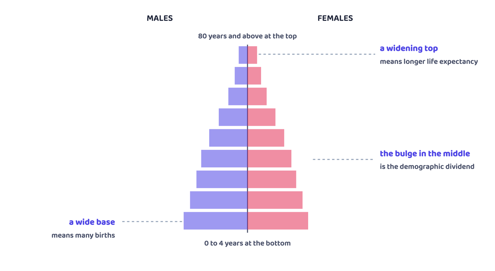 Diagram 3 (our sketch, not a textbook chart): How a population pyramid is built: males left, females right, five-year age groups from 0 to 4 at the bottom to 80 and above at the top.