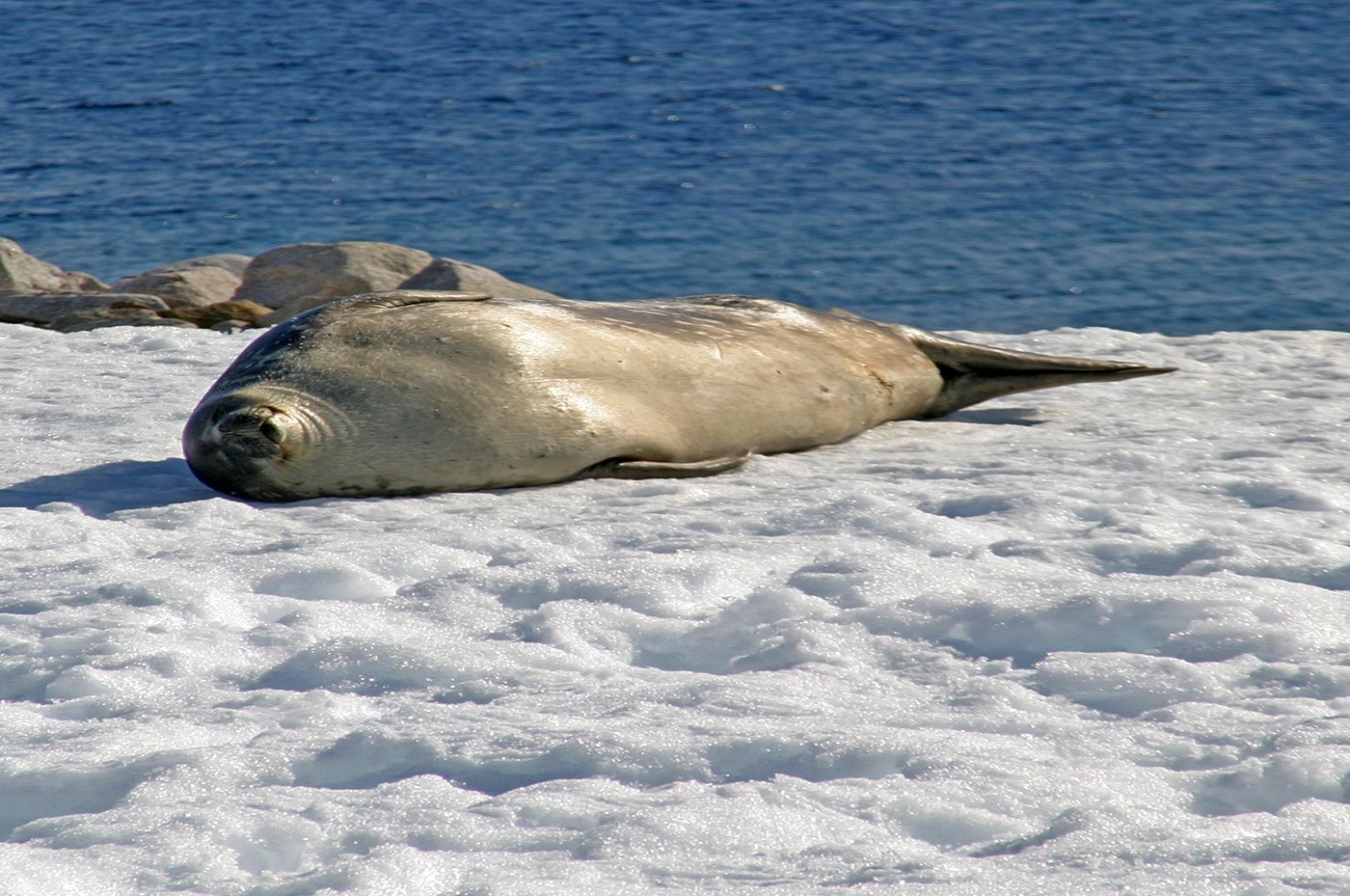 Photo: a Crabeater seal resting on Antarctic sea ice, the same species the writer sees "stretching and sunning themselves on ice floes" during the walk on the ocean. Photo: W. Bulach / Wikimedia Commons / CC BY-SA 4.0