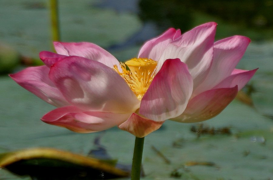 चित्र 1: कमल (Nelumbo nucifera), वही फूल जिससे पाठ का वर्णन शुरू होता है। चित्र: J.M.Garg / Wikimedia Commons / CC BY 3.0