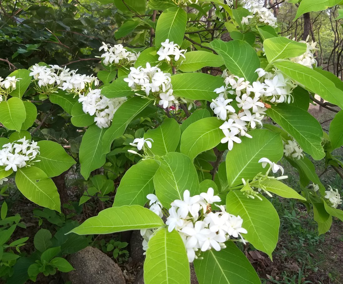चित्र 2: कुटज (Holarrhena pubescens) के सफ़ेद फूल, न विशेष सुंदर, न सुगंधित, फिर भी गुच्छों में खिले हुए (चित्र: Arpit Sudhirbhai Christian / Wikimedia Commons / CC BY-SA 4.0)
