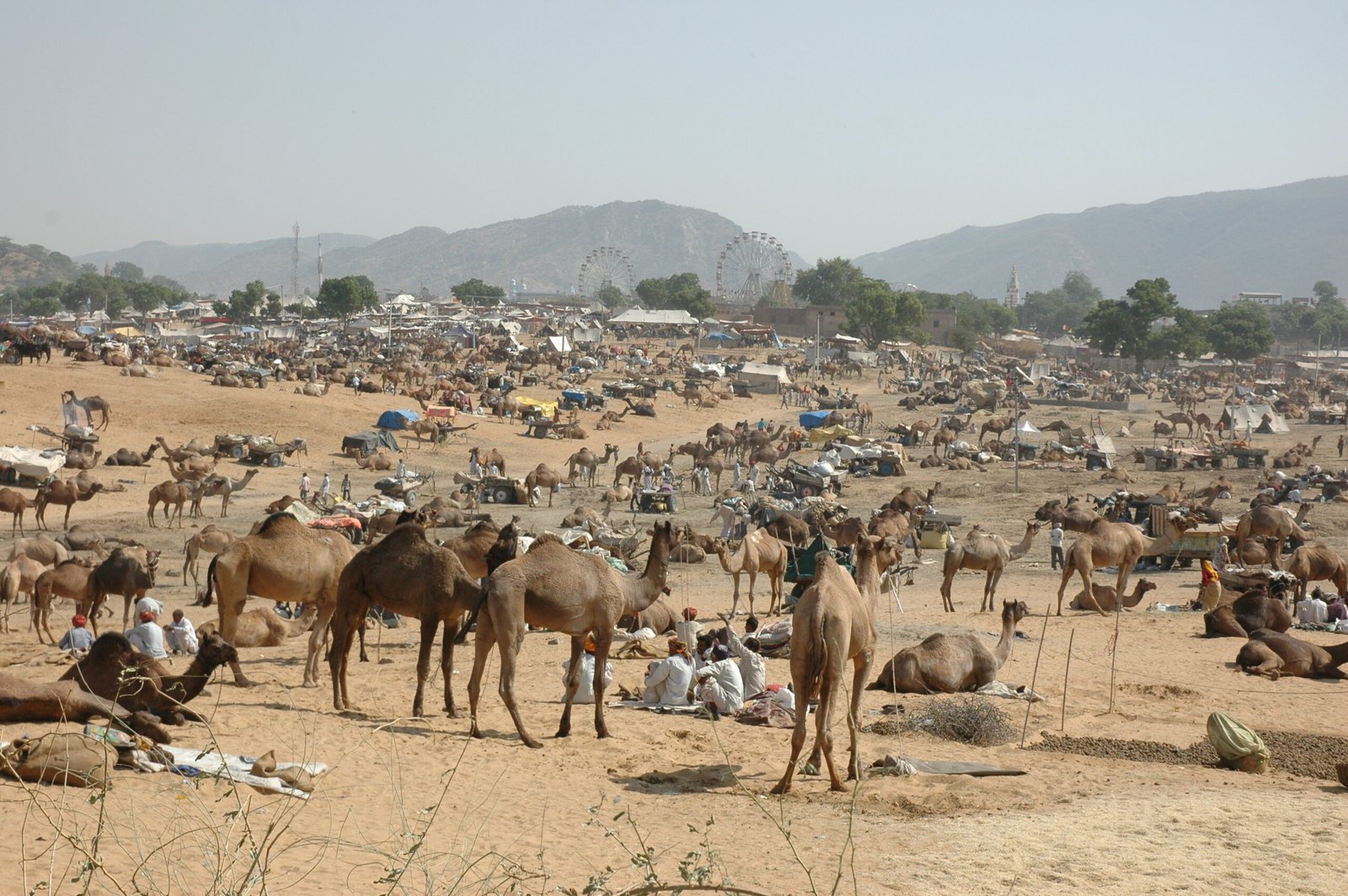 Photo: Pushkar Fair (www.pushkarfair.eu) / Wikimedia Commons / CC BY-SA 3.0. Camels and traders gathered at the Pushkar fair, the traditional livestock market that has itself become a tourist product (Box 4.3).